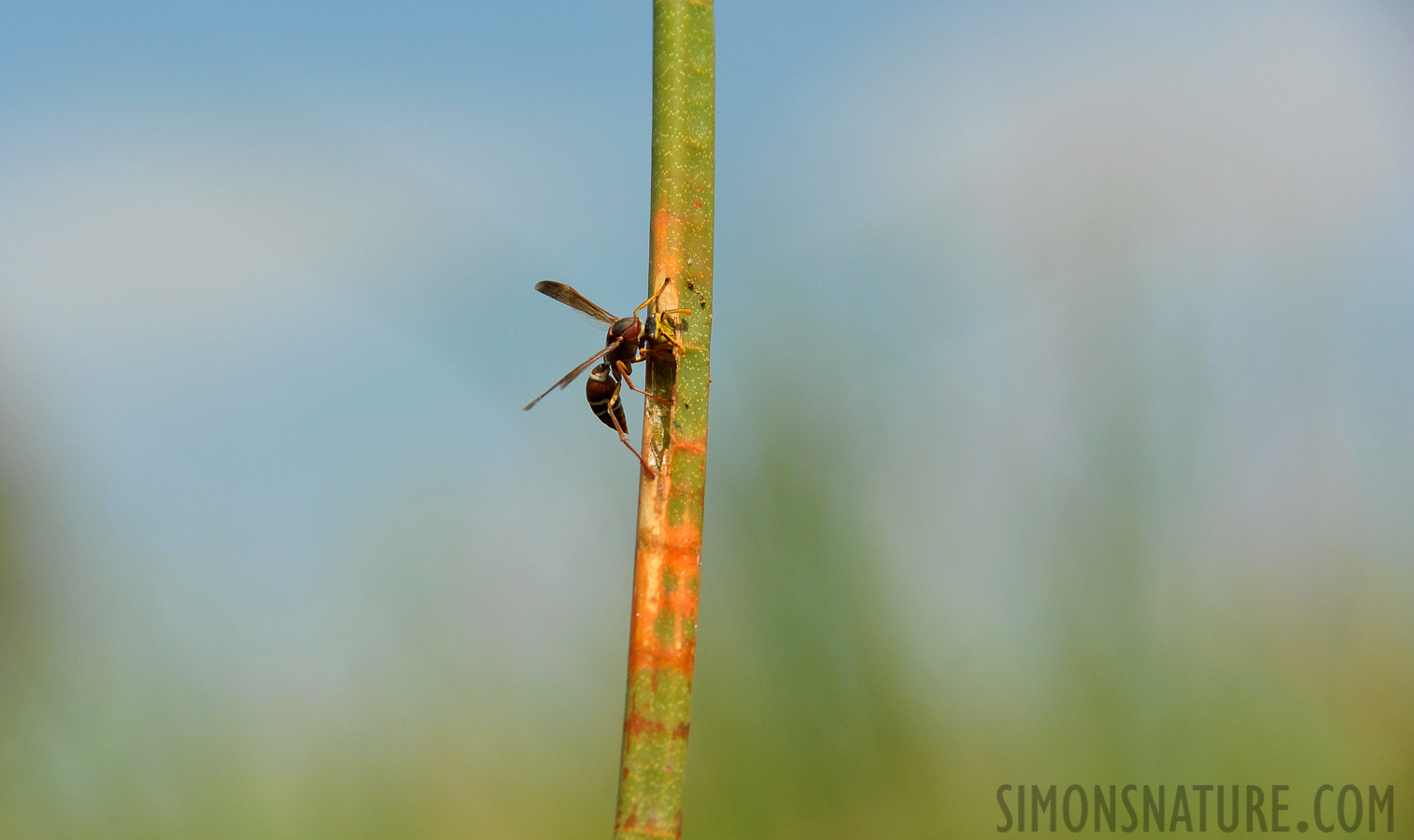 Okavango Delta [300 mm, 1/3200 Sek. bei f / 8.0, ISO 1600]